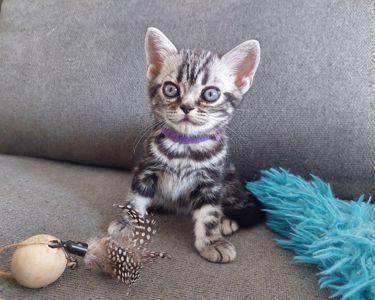 Хлопчик Ден. Американска короткошерстна