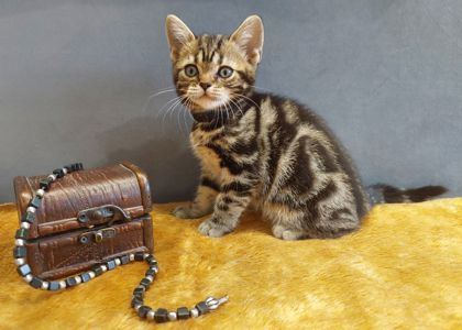 Американська короткошерстна дівчинка УЛЯ.