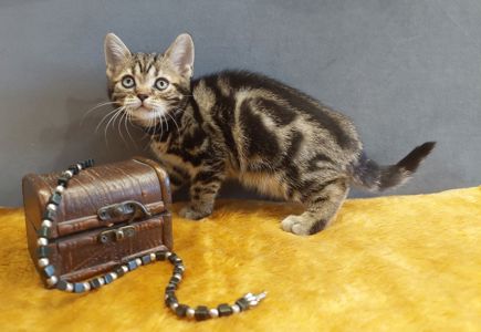 Американська короткошерстна дівчинка УЛЯ.