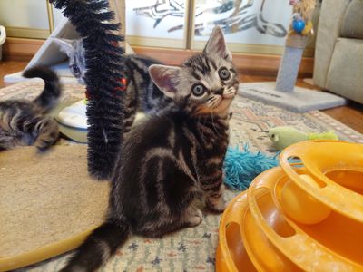 Американська короткошерста. Хлопчик ЯРІК