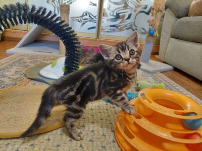 Американська короткошерста. Хлопчик ЯРІК