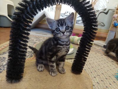Американська короткошерста. Хлопчик ЯРІК
