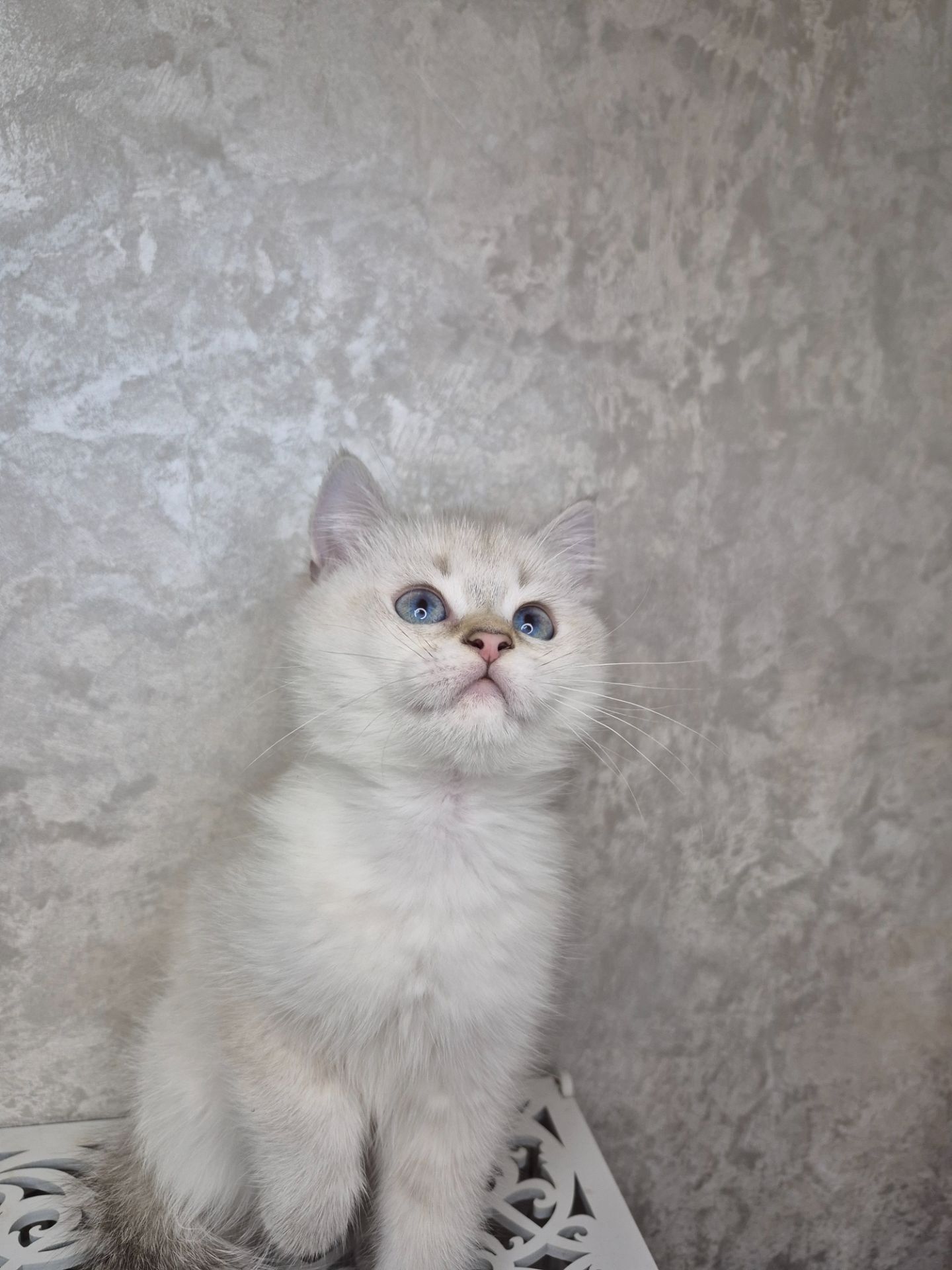 Хлопчик британець в окрасі пойнт