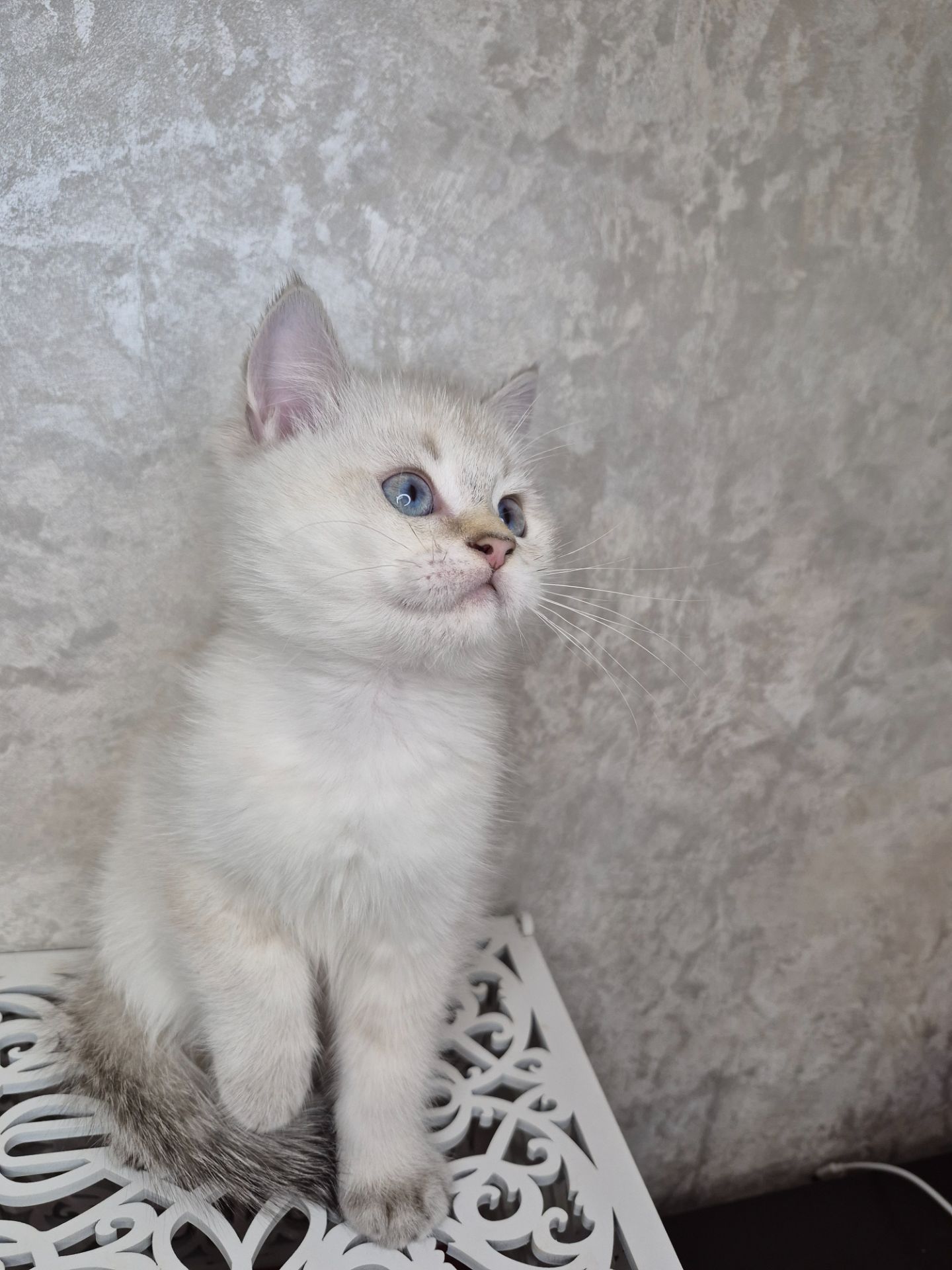 Хлопчик британець в окрасі пойнт