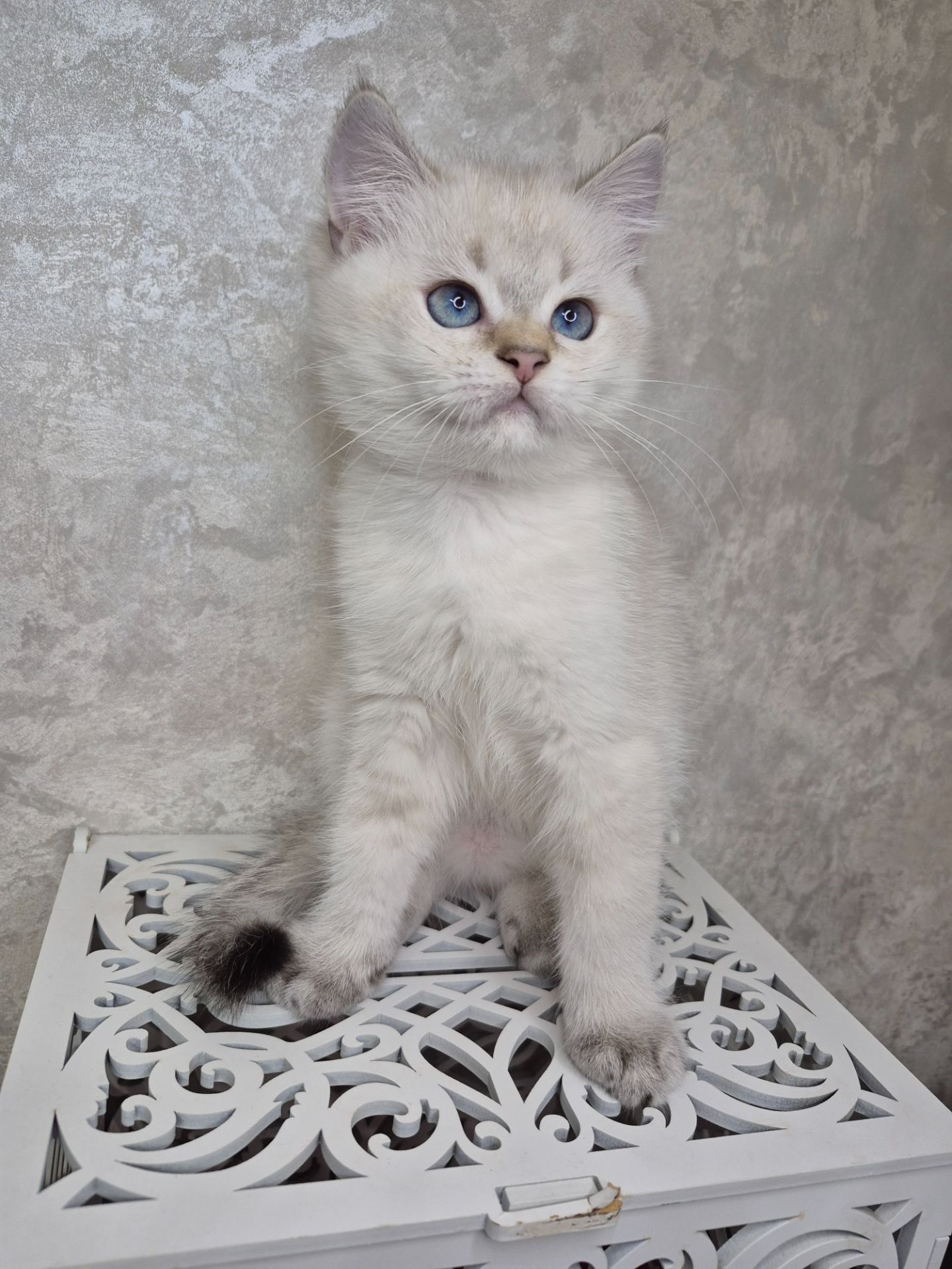 Хлопчик британець в окрасі пойнт