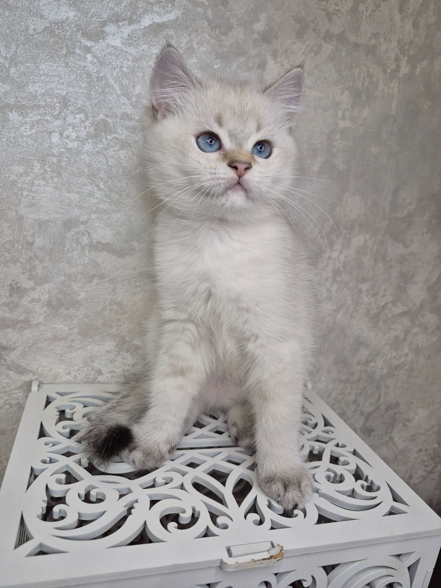 Хлопчик британець в окрасі пойнт