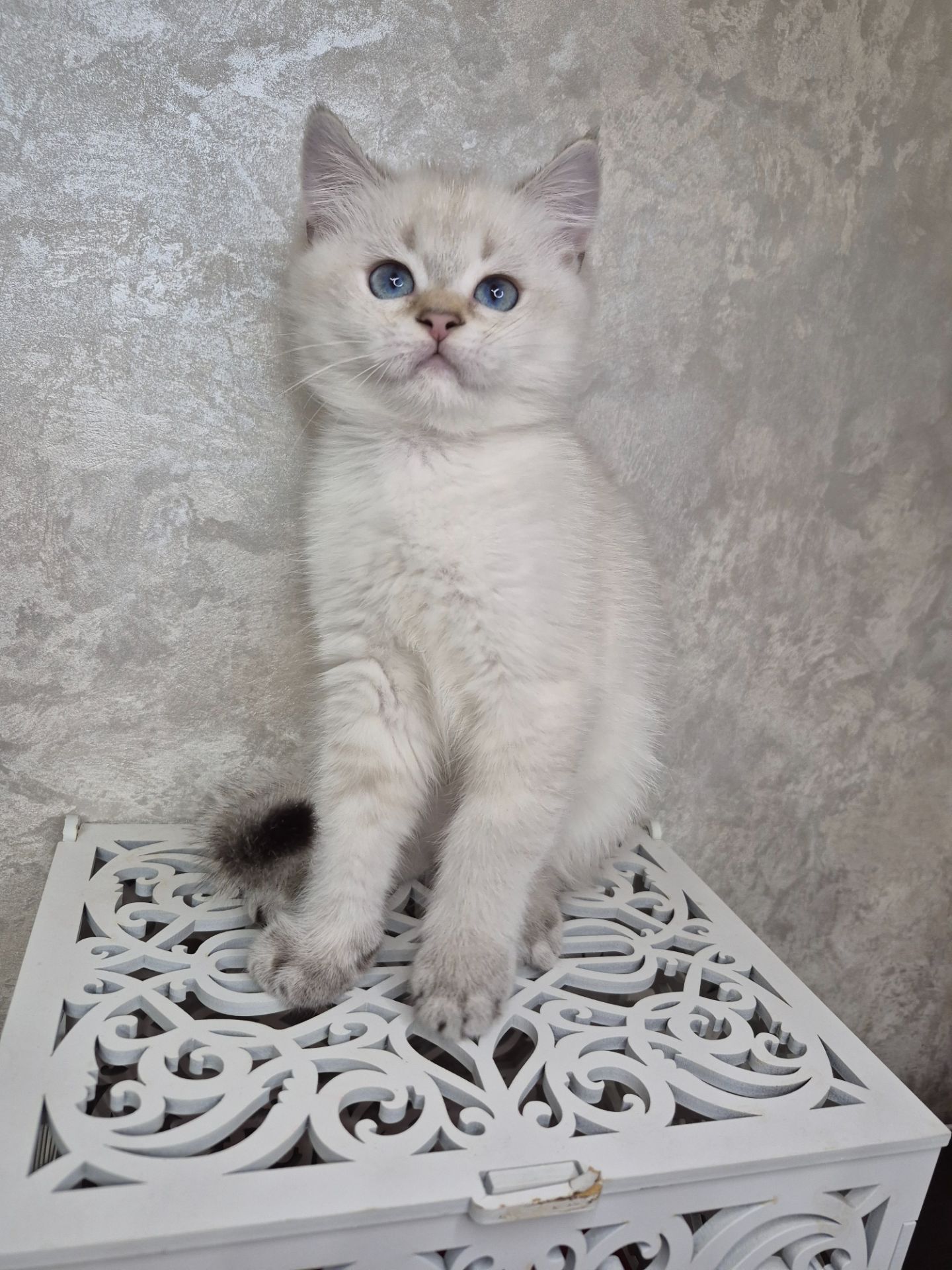 Хлопчик британець в окрасі пойнт