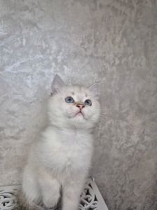 Хлопчик британець в окрасі пойнт