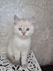 Хлопчик британець в окрасі пойнт