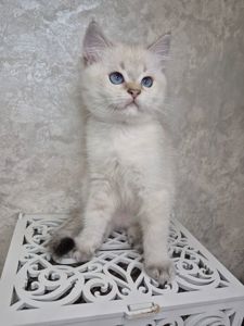 Хлопчик британець в окрасі пойнт