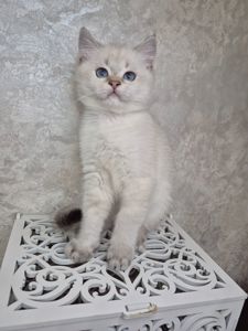 Хлопчик британець в окрасі пойнт