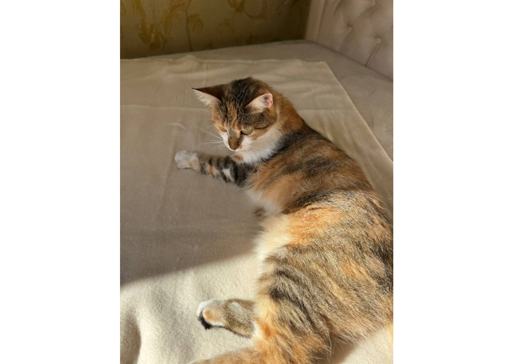 Тільки подивіться, яка неймовірна кішечка шукає свою родину! 😻