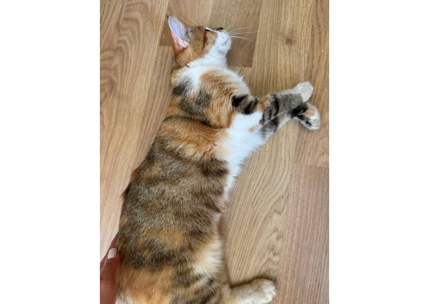 Тільки подивіться, яка неймовірна кішечка шукає свою родину! 😻