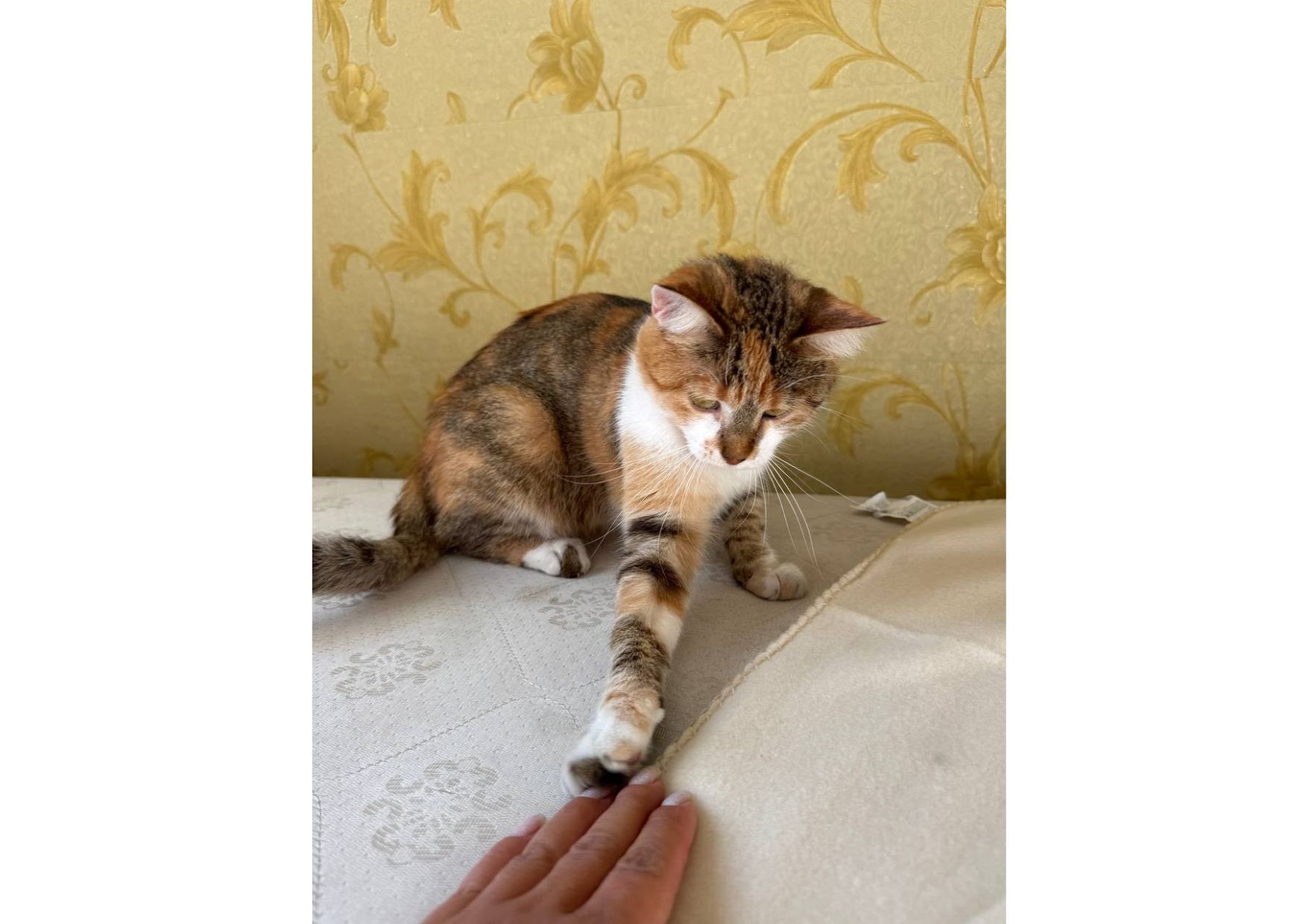 Тільки подивіться, яка неймовірна кішечка шукає свою родину! 😻