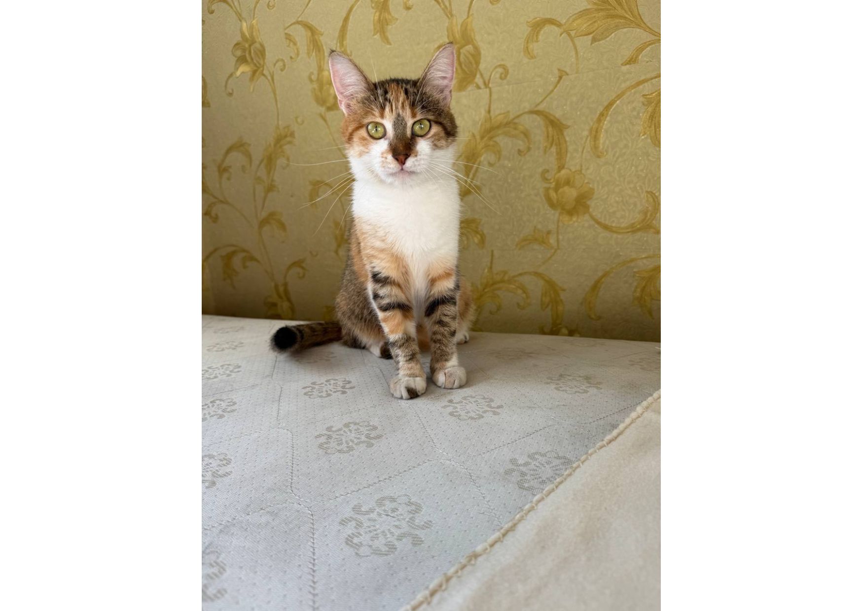 Тільки подивіться, яка неймовірна кішечка шукає свою родину! 😻