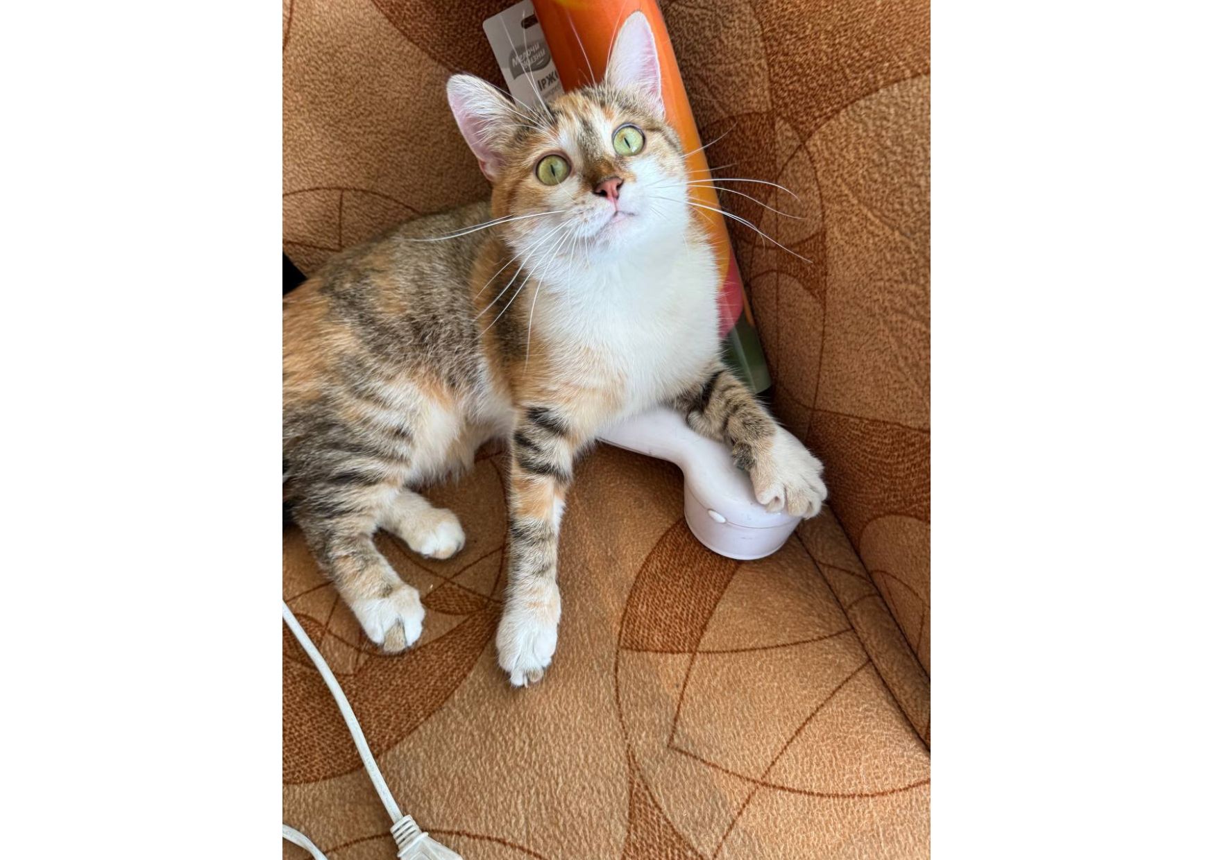 Тільки подивіться, яка неймовірна кішечка шукає свою родину! 😻