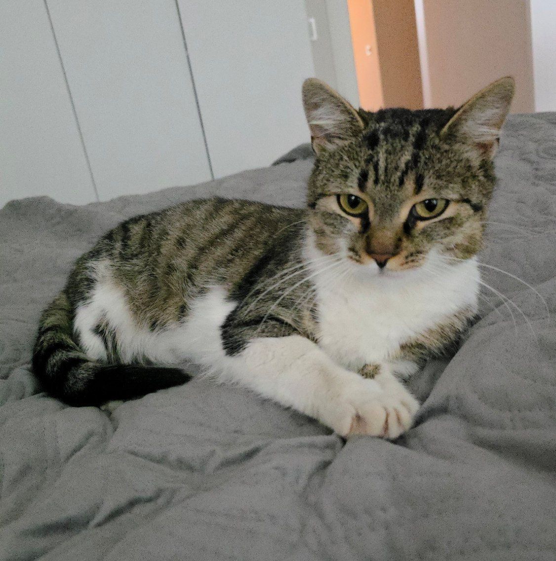 Молоденький тактильний котик