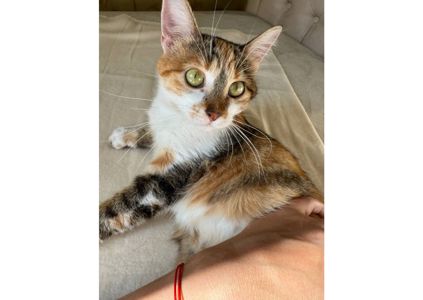 Тільки подивіться, яка неймовірна кішечка шукає свою родину! 😻