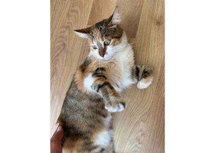 Тільки подивіться, яка неймовірна кішечка шукає свою родину! 😻
