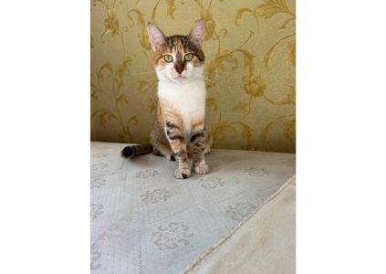 Тільки подивіться, яка неймовірна кішечка шукає свою родину! 😻