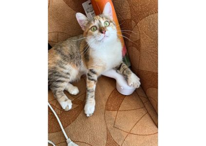 Тільки подивіться, яка неймовірна кішечка шукає свою родину! 😻