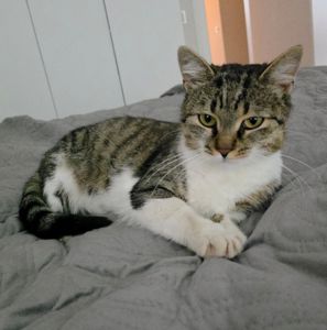 Молоденький тактильний котик