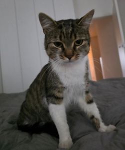 Молоденький тактильний котик
