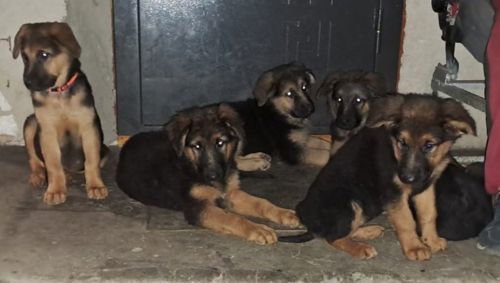 Цуценята німецької вівчарки