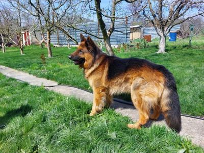 Цуценята німецької вівчарки