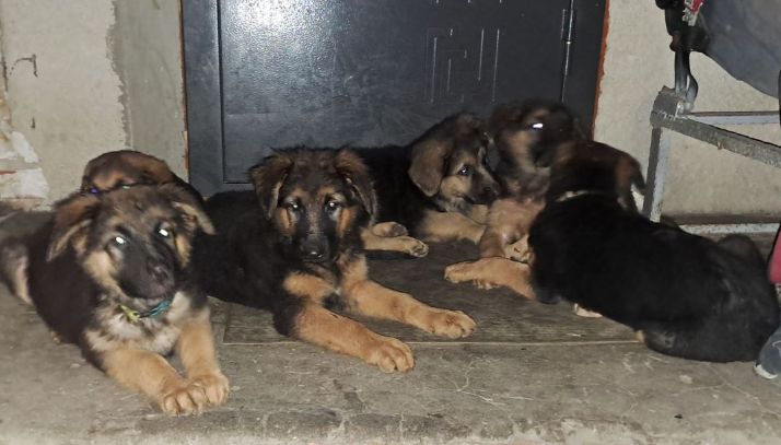 Цуценята німецької вівчарки