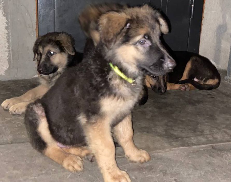 Цуценята німецької вівчарки