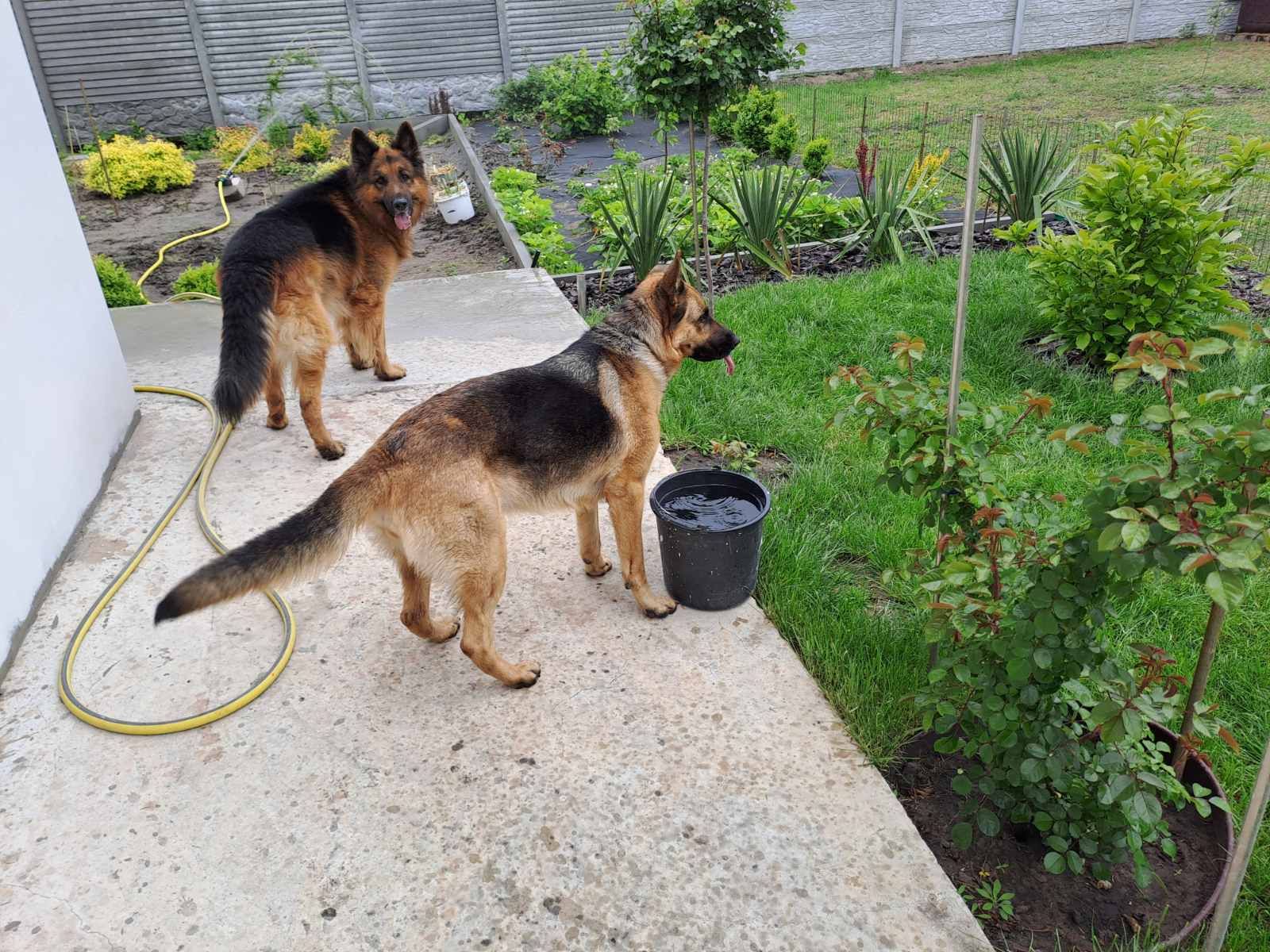 Цуценята німецької вівчарки