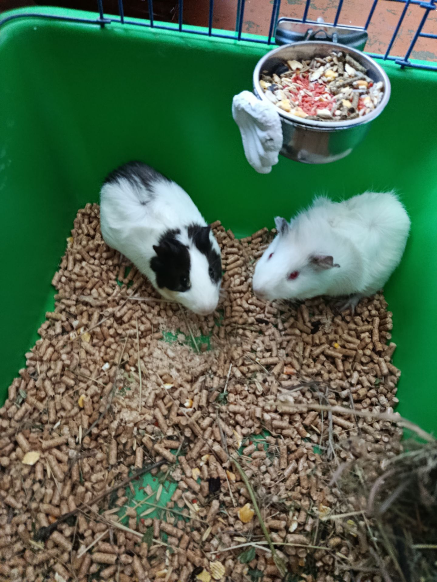 Морские свинки, молоденькая пара