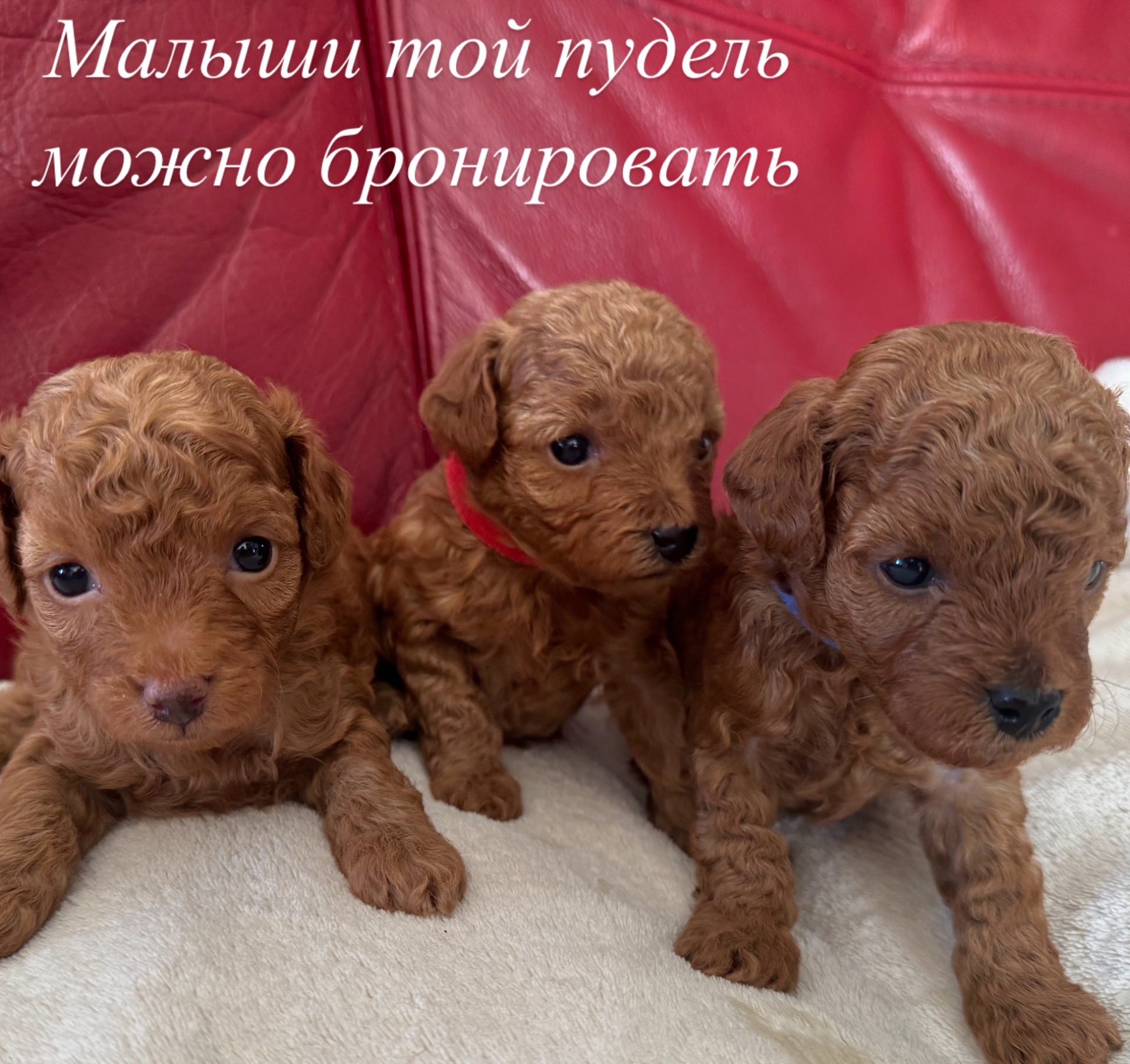 Щенки той пуделя