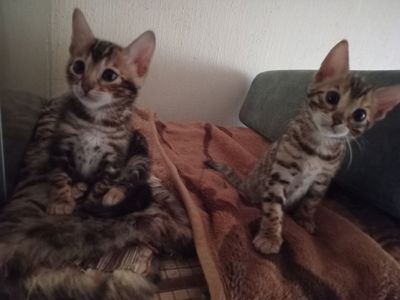 Котята родились 14.08.2025 г
