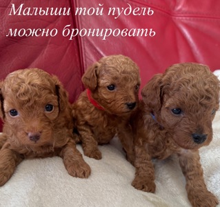 Щенки той пуделя