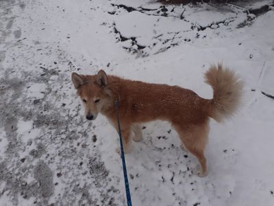 Пес шукає родину