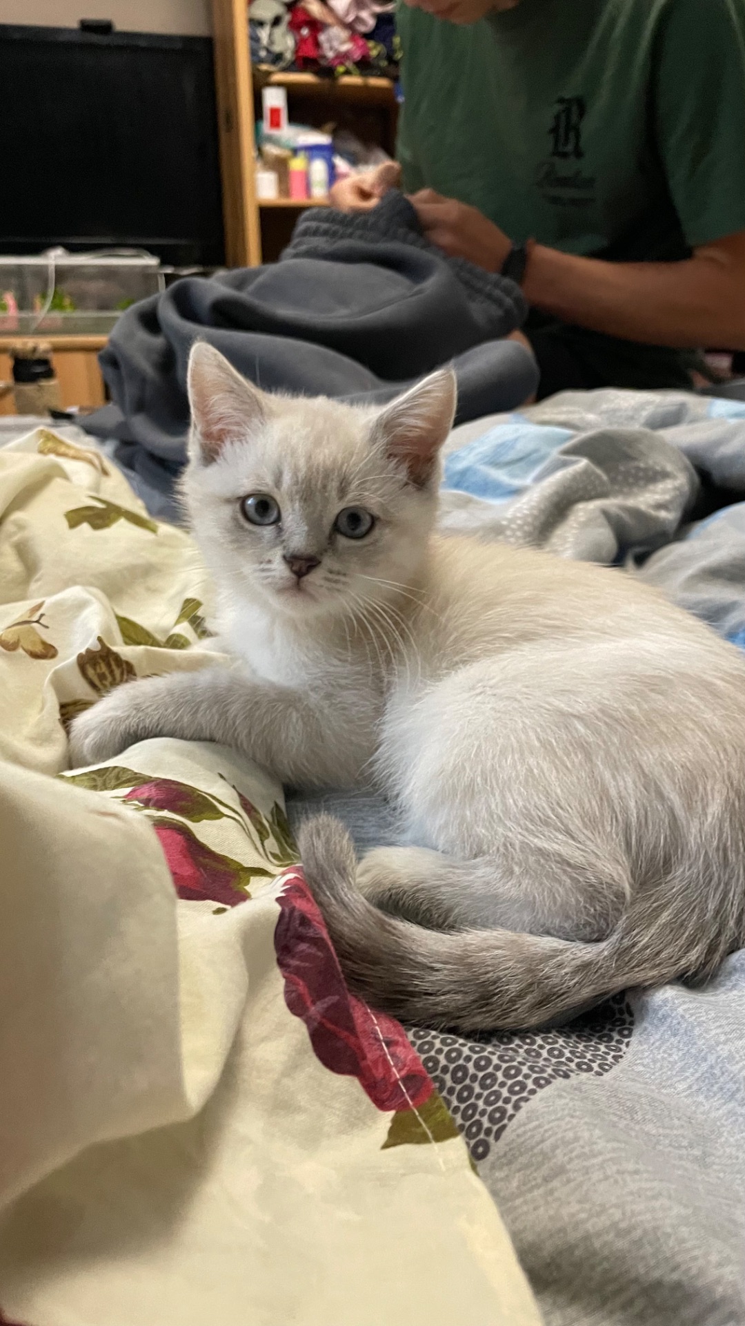 Шотландське кошеня