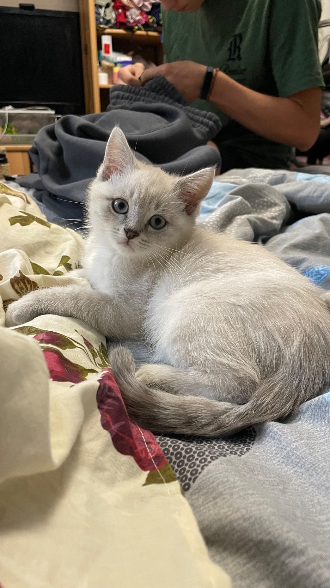 Шотландське кошеня