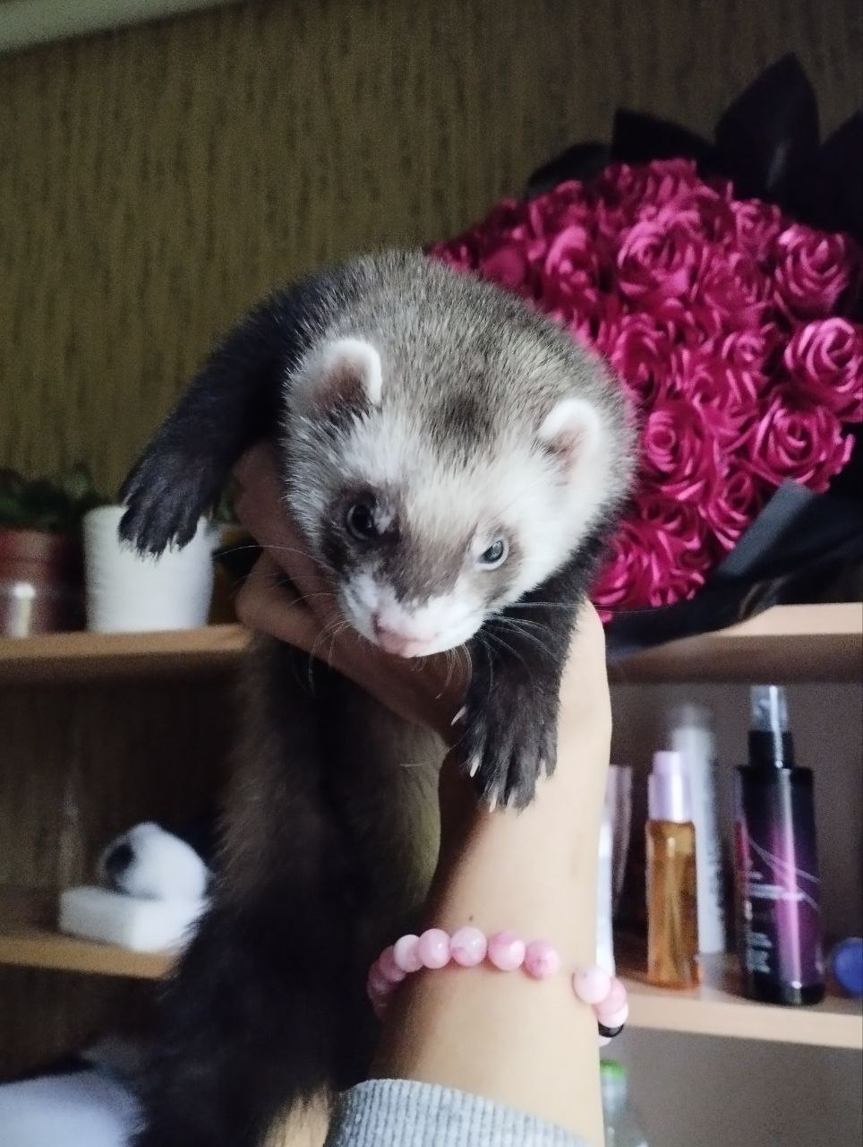 Фретка мальчик