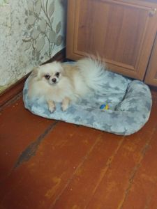 Шпіц хлопчик