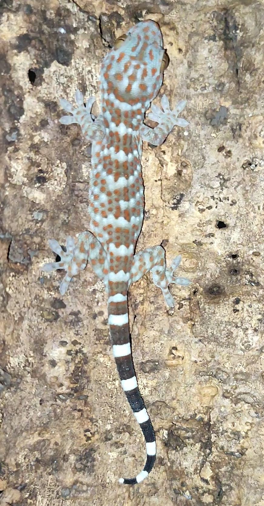 Геккон Токи