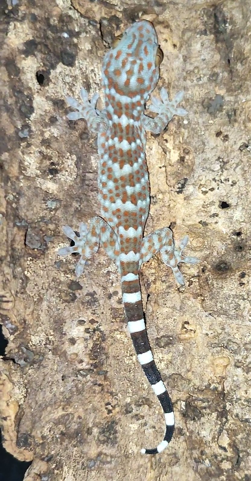 Геккон Токи