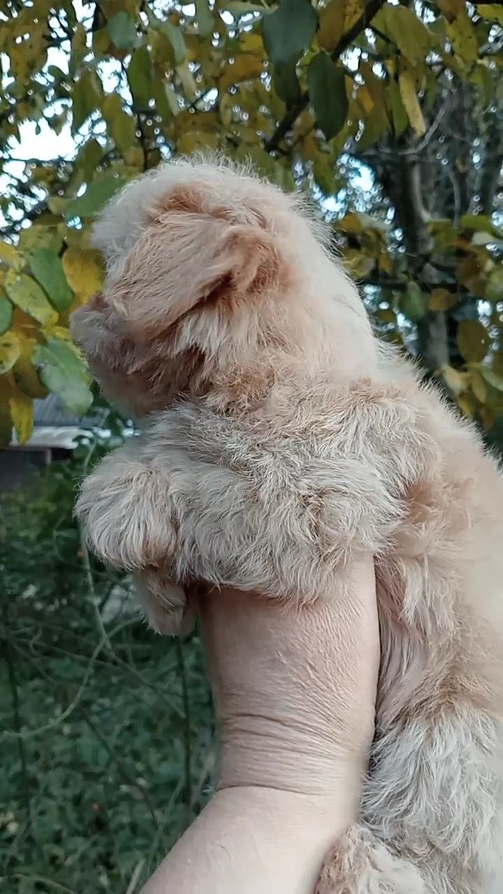 Цуценя мальтіпу дівчинка