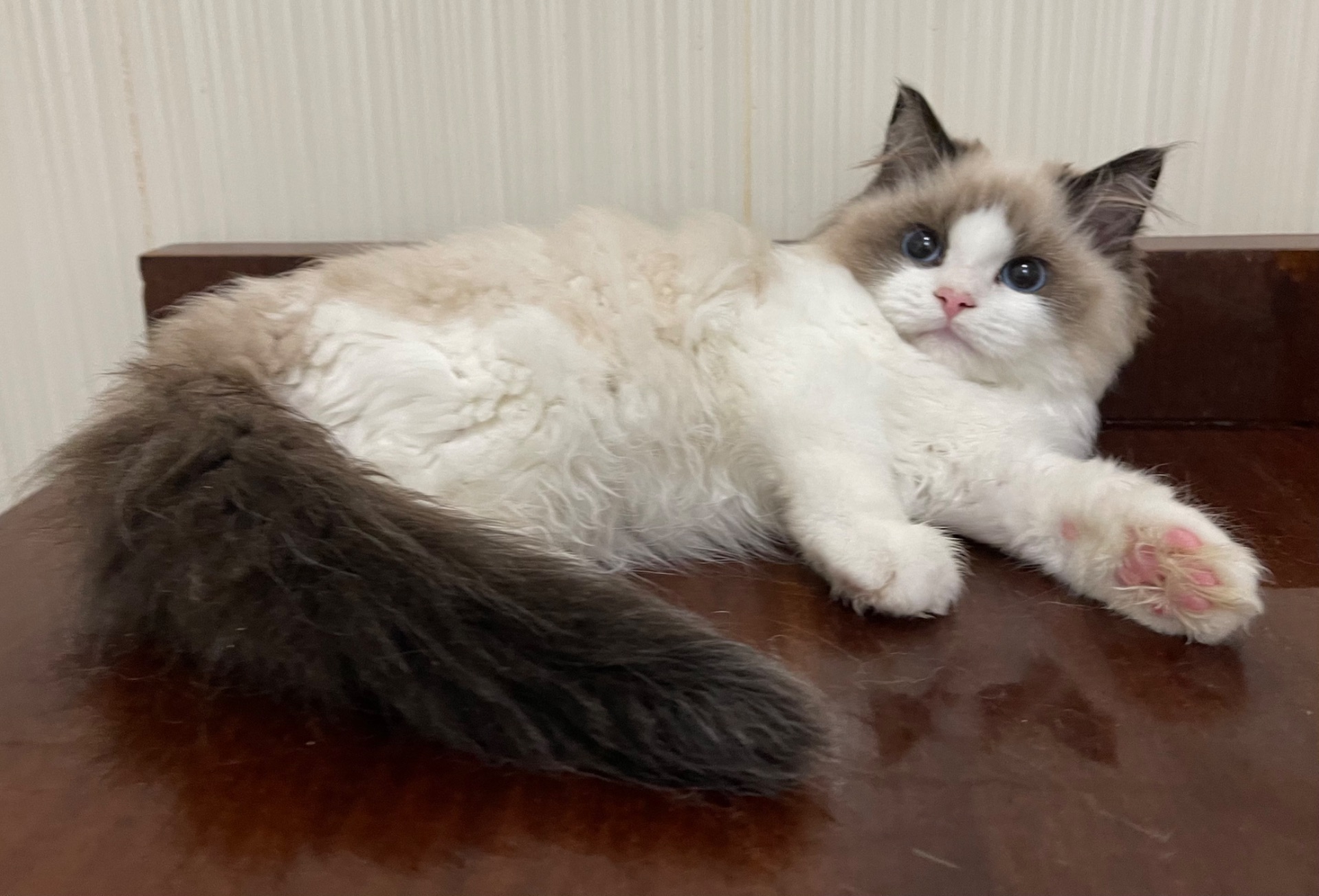 Кошеня регдол