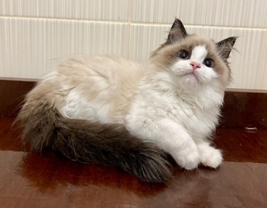 Кошеня регдол