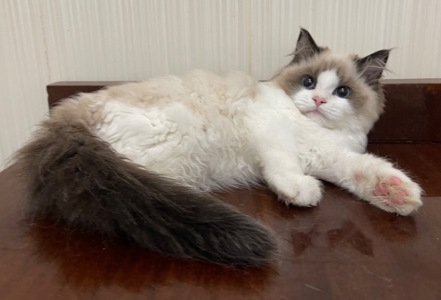 Кошеня регдол