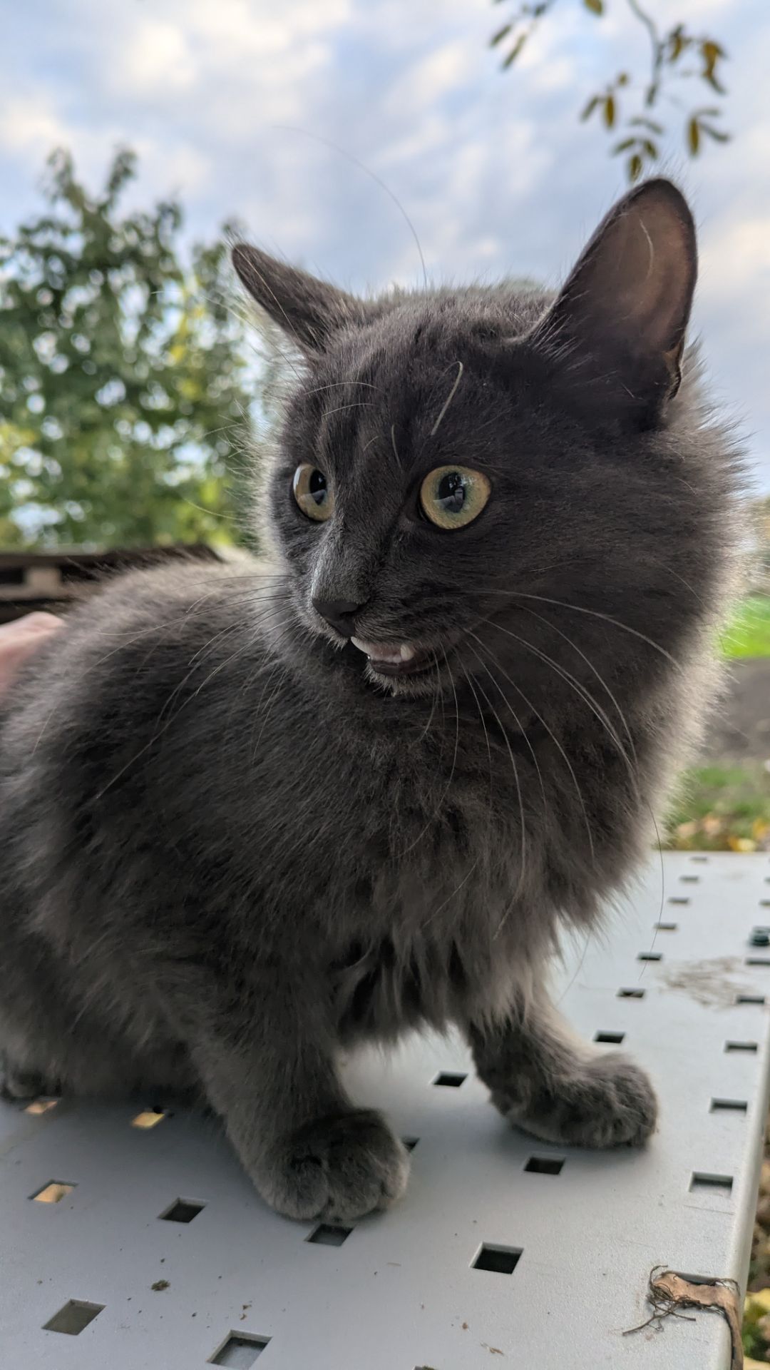 Кішечка, 4,5 місяці