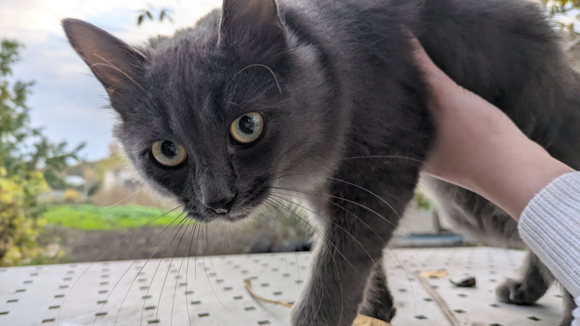 Кішечка, 4,5 місяці