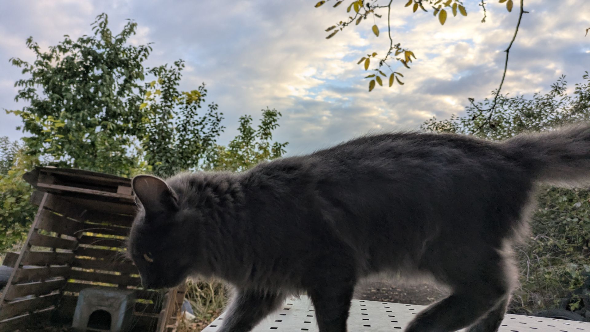 Кішечка, 4,5 місяці